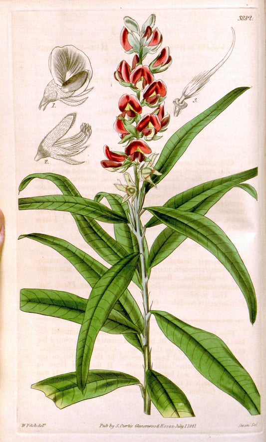 Curtis's botanical magazine. London ; New York [etc.] :Academic Press [etc.]. | "Botanical illustration" Botany Periodicals "Pictorial works" "Plants, Ornamental"  | Vintage Print Reproduction 454725