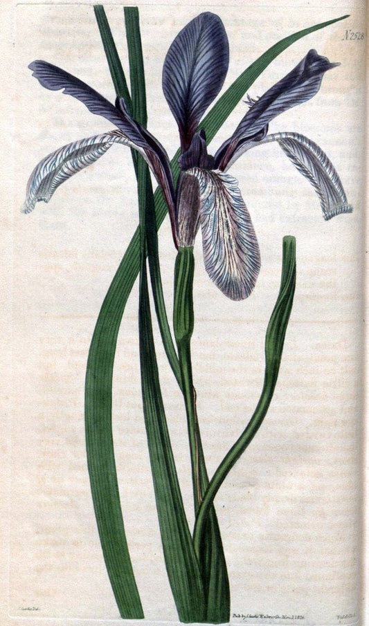 Curtis's botanical magazine. London ; New York [etc.] :Academic Press [etc.]. | "Botanical illustration" Botany Periodicals "Pictorial works" "Plants, Ornamental"  | Vintage Print Reproduction 454726