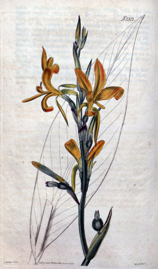 Curtis's botanical magazine. London ; New York [etc.] :Academic Press [etc.]. | "Botanical illustration" Botany Periodicals "Pictorial works" "Plants, Ornamental"  | Vintage Print Reproduction 454729