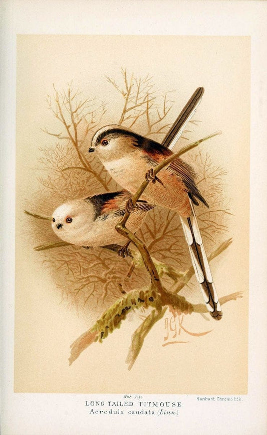 Coloured figures of the birds of the British Islands / issued by Lord Lilford. London :R | 59.82(42) Birds "Great Britain" "Pictorial works"  | Vintage Print Reproduction 454730