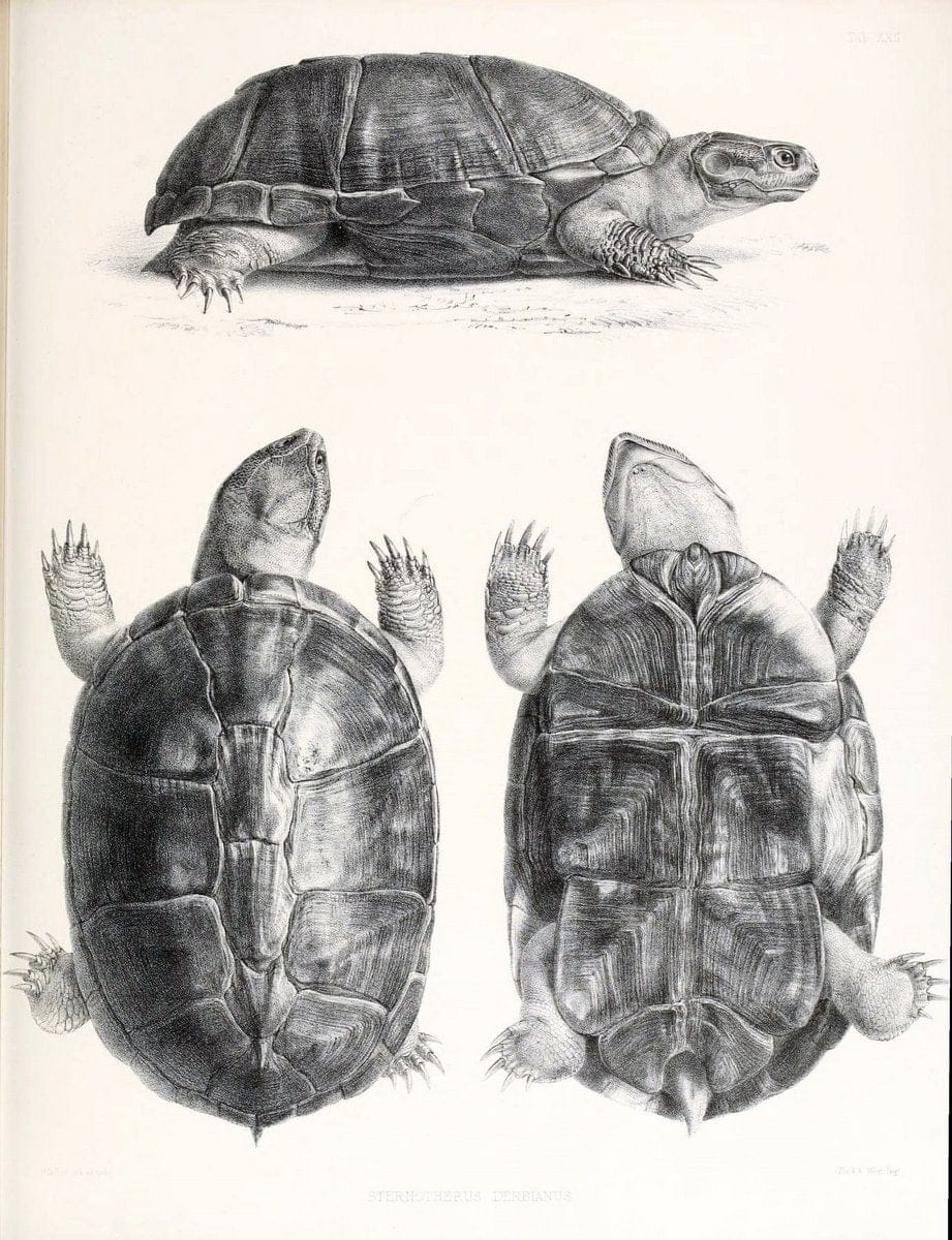 Catalogue of shield reptiles in the collection of the British Museum /.London :Printed by order of the Trustees,1855-1872.  | Vintage Print Reproduction 454731