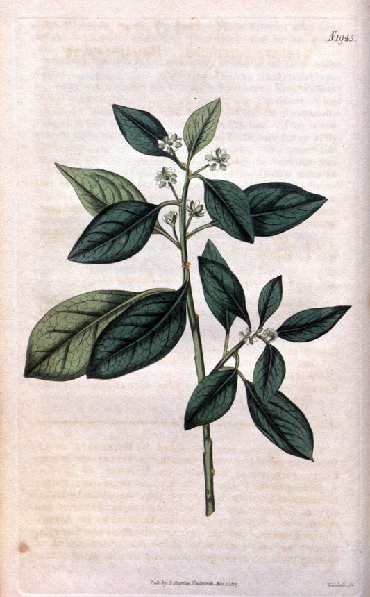 Curtis's botanical magazine. London ; New York [etc.] :Academic Press [etc.]. | "Botanical illustration" Botany Periodicals "Pictorial works" "Plants, Ornamental"  | Vintage Print Reproduction 454732