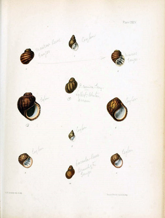 Conchologia indica,.London,1870-1876.. |  | Vintage Print Reproduction 454733