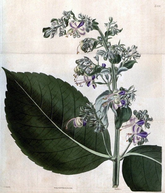 Curtis's botanical magazine. London ; New York [etc.] :Academic Press [etc.]. | "Botanical illustration" Botany Periodicals "Pictorial works" "Plants, Ornamental"  | Vintage Print Reproduction 454734