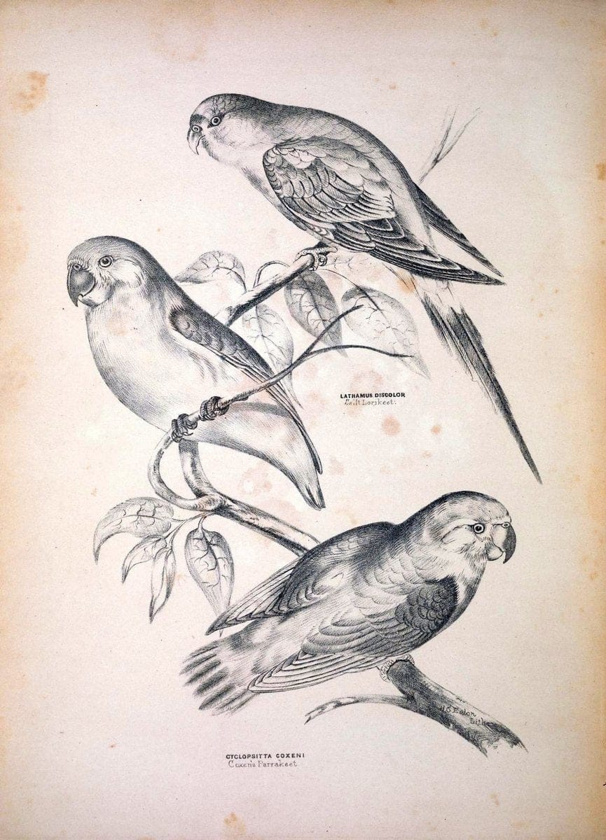 Companion to Gould's Handbook; or, Synopsis of the birds of Australia. Brisbane,Thorne & Greenwell,1877.  | Australia Birds | Vintage Print Reproduction 454736