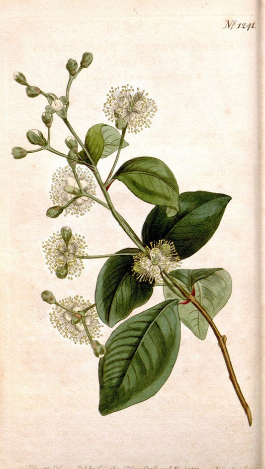 Curtis's botanical magazine. London ; New York [etc.] :Academic Press [etc.]. | "Botanical illustration" Botany Periodicals "Pictorial works" "Plants, Ornamental"  | Vintage Print Reproduction 454737