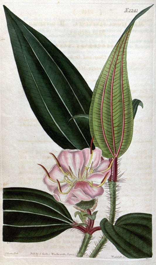 Curtis's botanical magazine. London ; New York [etc.] :Academic Press [etc.]. | "Botanical illustration" Botany Periodicals "Pictorial works" "Plants, Ornamental"  | Vintage Print Reproduction 454738