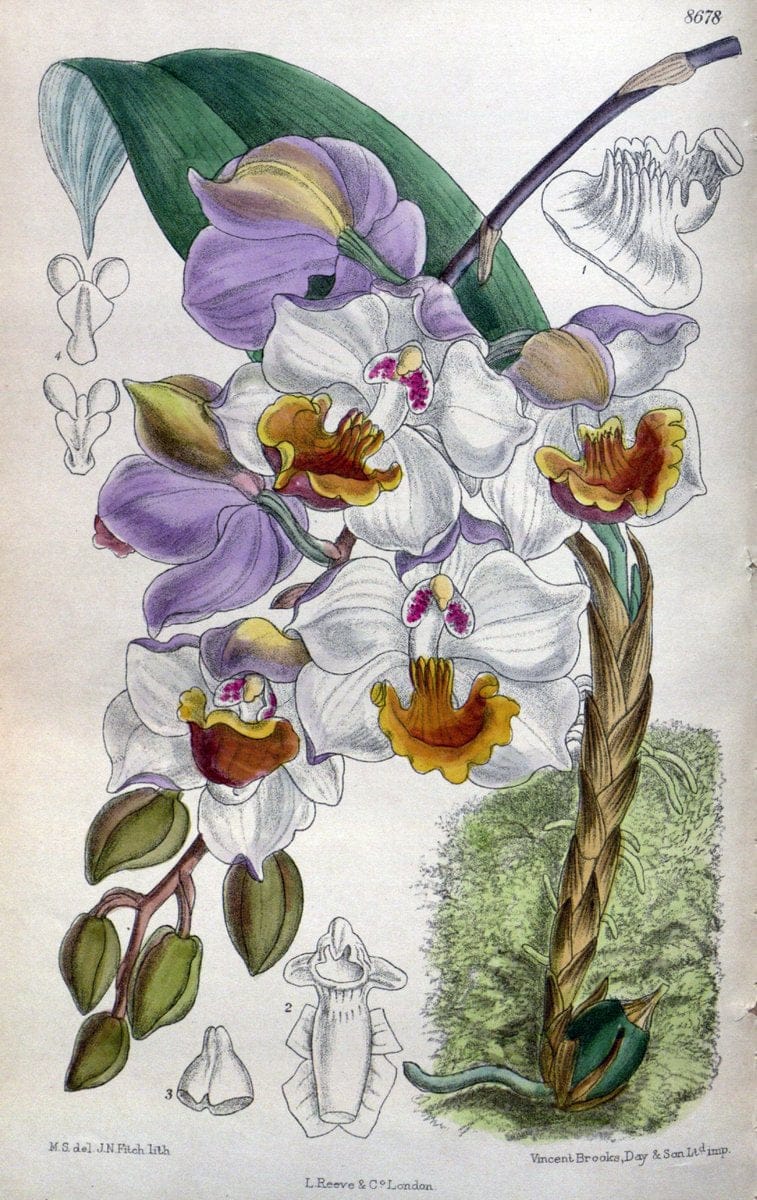 Curtis's botanical magazine. London ; New York [etc.] :Academic Press [etc.]. | "Botanical illustration" Botany Periodicals "Pictorial works" "Plants, Ornamental"  | Vintage Print Reproduction 454740