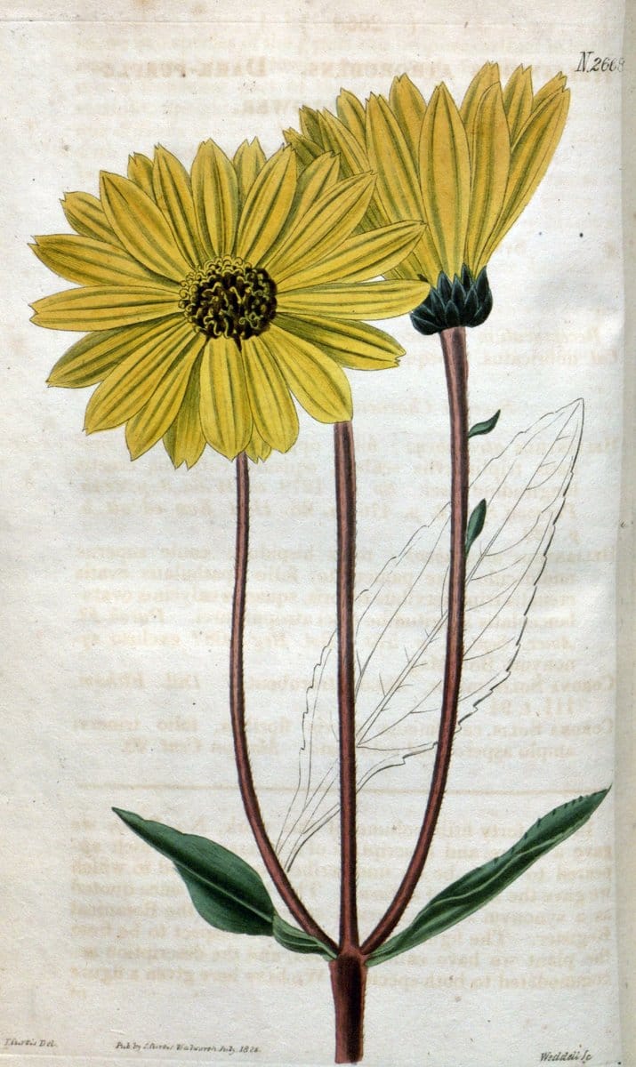 Curtis's botanical magazine. London ; New York [etc.] :Academic Press [etc.]. | "Botanical illustration" Botany Periodicals "Pictorial works" "Plants, Ornamental"  | Vintage Print Reproduction 454742