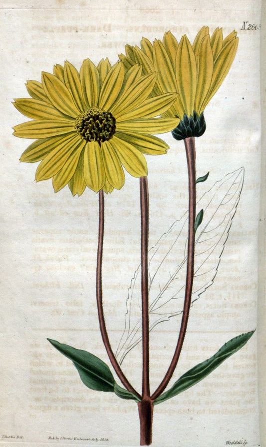 Curtis's botanical magazine. London ; New York [etc.] :Academic Press [etc.]. | "Botanical illustration" Botany Periodicals "Pictorial works" "Plants, Ornamental"  | Vintage Print Reproduction 454742