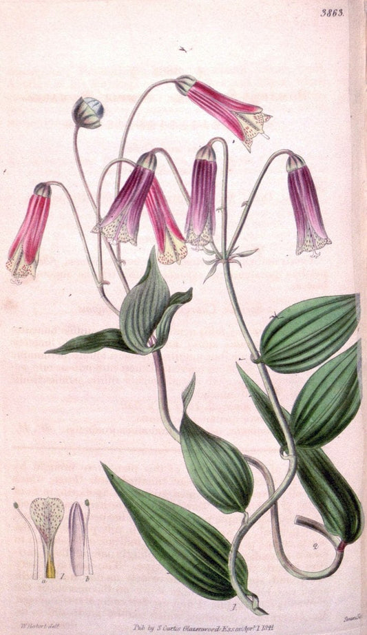 Curtis's botanical magazine. London ; New York [etc.] :Academic Press [etc.]. | "Botanical illustration" Botany Periodicals "Pictorial works" "Plants, Ornamental"  | Vintage Print Reproduction 454743