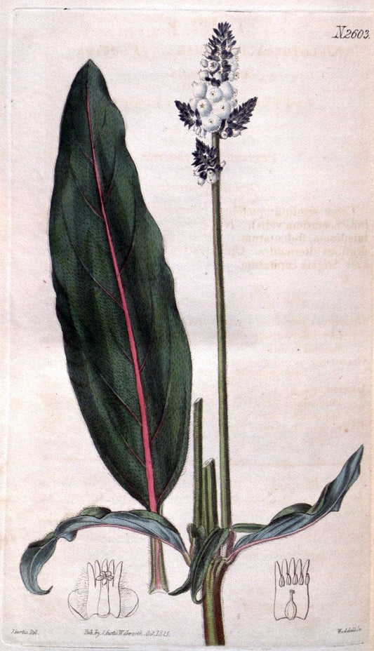 Curtis's botanical magazine. London ; New York [etc.] :Academic Press [etc.]. | "Botanical illustration" Botany Periodicals "Pictorial works" "Plants, Ornamental"  | Vintage Print Reproduction 454744