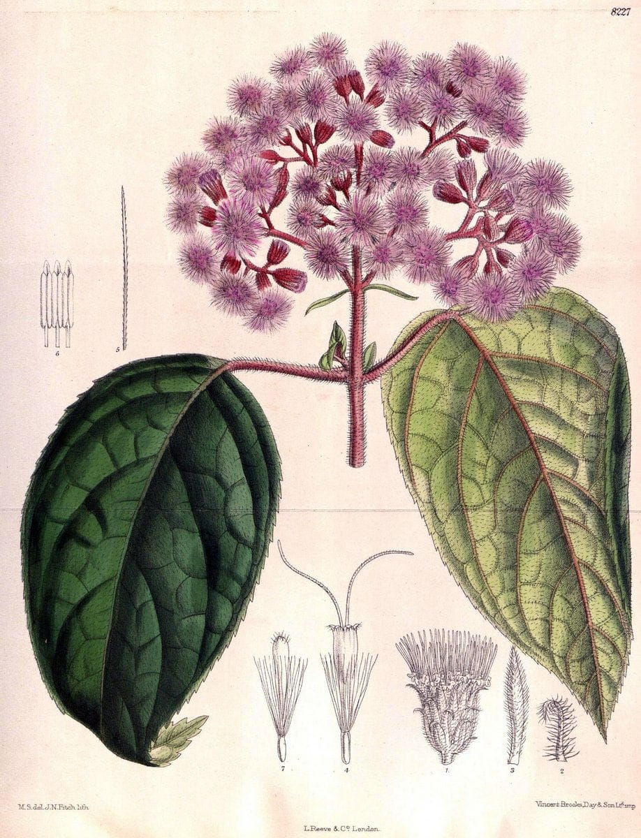 Curtis's botanical magazine. London ; New York [etc.] :Academic Press [etc.]. | "Botanical illustration" Botany Periodicals "Pictorial works" "Plants, Ornamental"  | Vintage Print Reproduction 454745