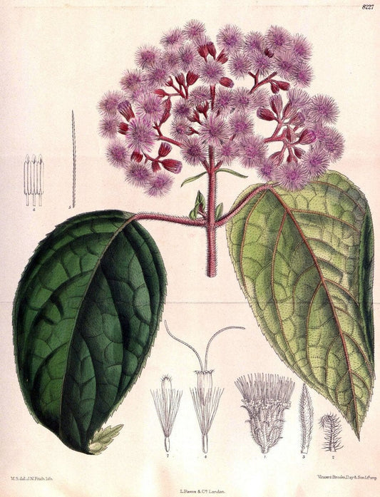 Curtis's botanical magazine. London ; New York [etc.] :Academic Press [etc.]. | "Botanical illustration" Botany Periodicals "Pictorial works" "Plants, Ornamental"  | Vintage Print Reproduction 454745