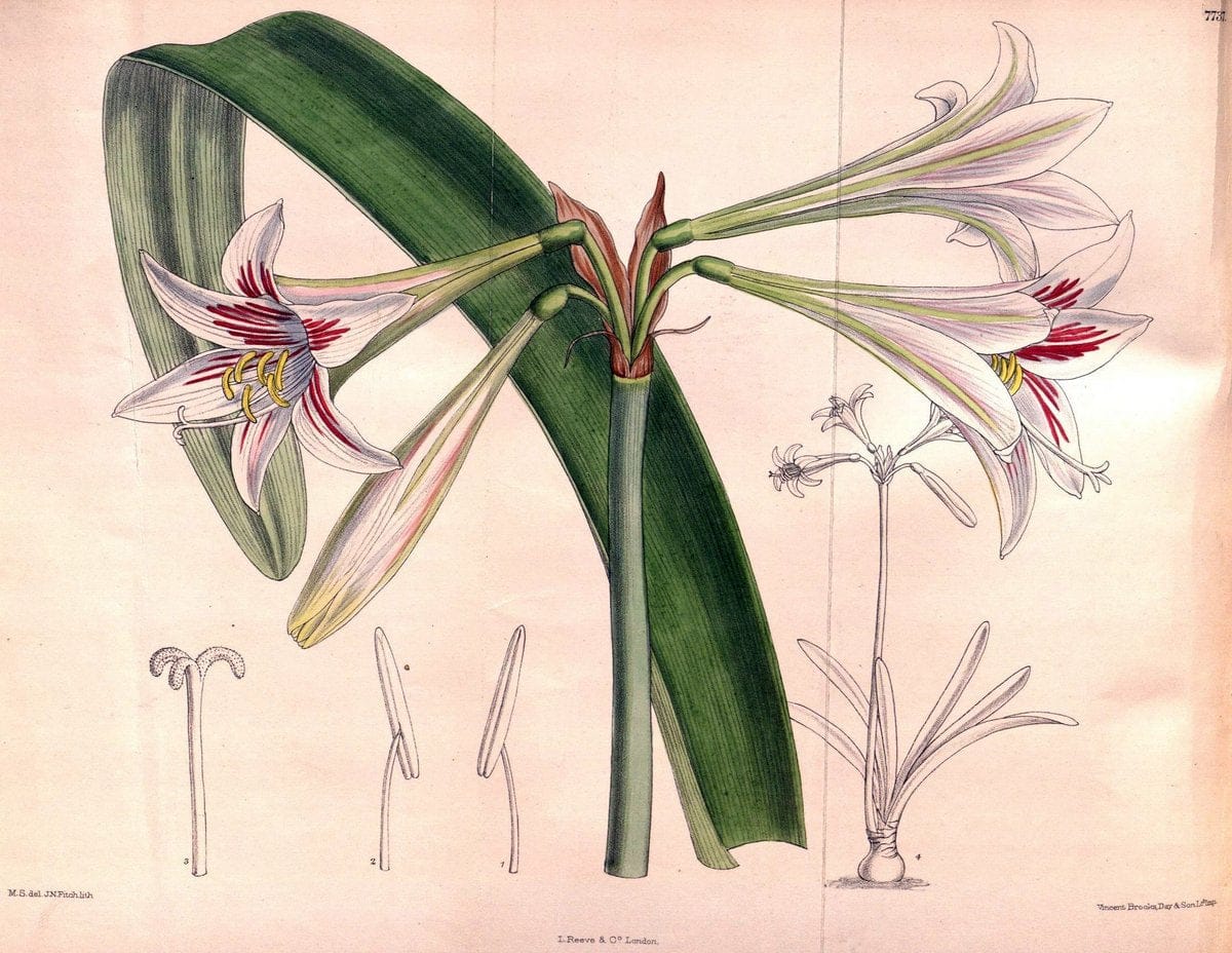 Curtis's botanical magazine. London ;New York [etc.] :Academic Press [etc.]. | Botany Periodicals "Pictorial works"  | Vintage Print Reproduction 454746