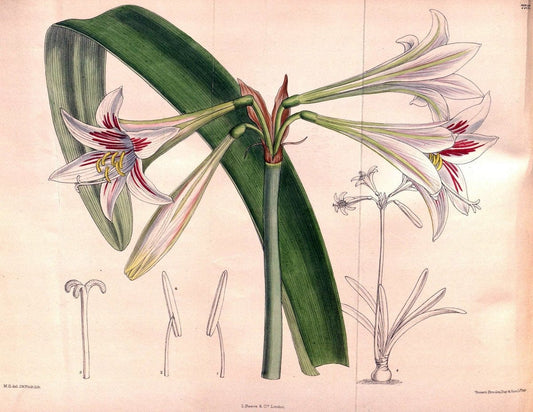 Curtis's botanical magazine. London ;New York [etc.] :Academic Press [etc.]. | Botany Periodicals "Pictorial works"  | Vintage Print Reproduction 454746