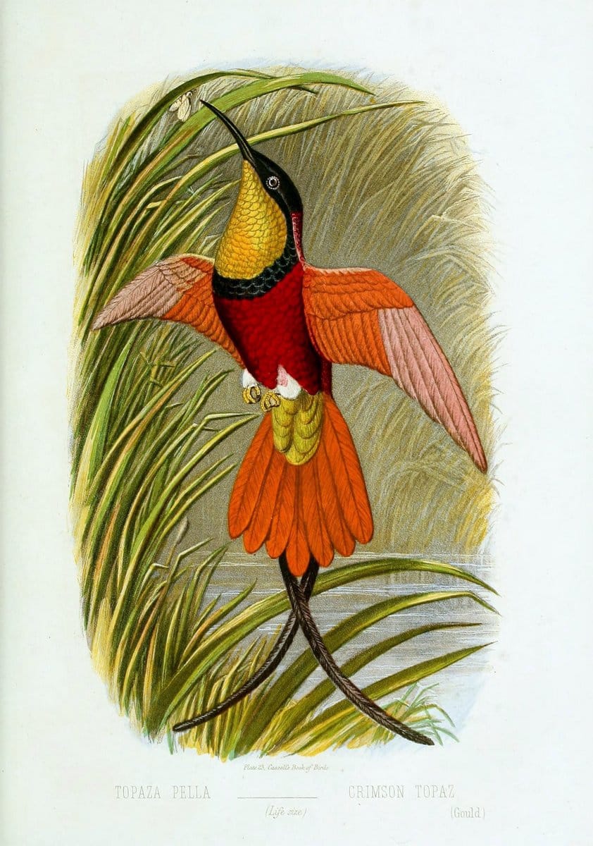 Cassell's book of birds :.London,Cassell, Petter and Galpin,[1875]. | Birds  | Vintage Print Reproduction 454747