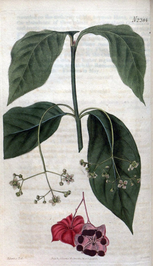 Curtis's botanical magazine. London ; New York [etc.] :Academic Press [etc.]. | "Botanical illustration" Botany Periodicals "Pictorial works" "Plants, Ornamental"  | Vintage Print Reproduction 454748