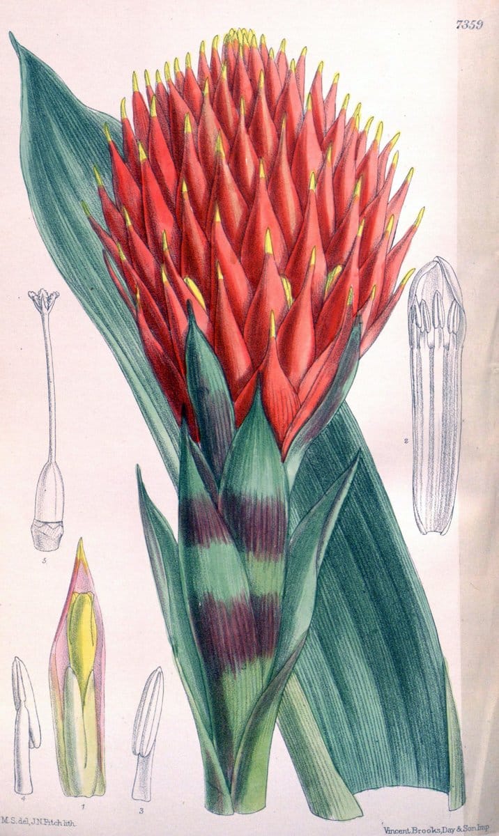 Curtis's botanical magazine. London ; New York [etc.] :Academic Press [etc.]. | "Botanical illustration" Botany Periodicals "Pictorial works" "Plants, Ornamental"  | Vintage Print Reproduction 454750