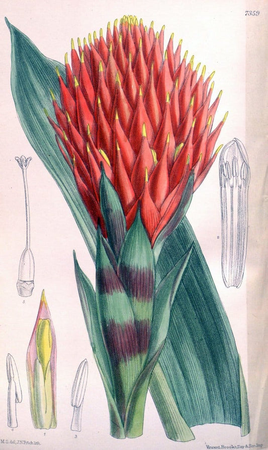 Curtis's botanical magazine. London ; New York [etc.] :Academic Press [etc.]. | "Botanical illustration" Botany Periodicals "Pictorial works" "Plants, Ornamental"  | Vintage Print Reproduction 454750