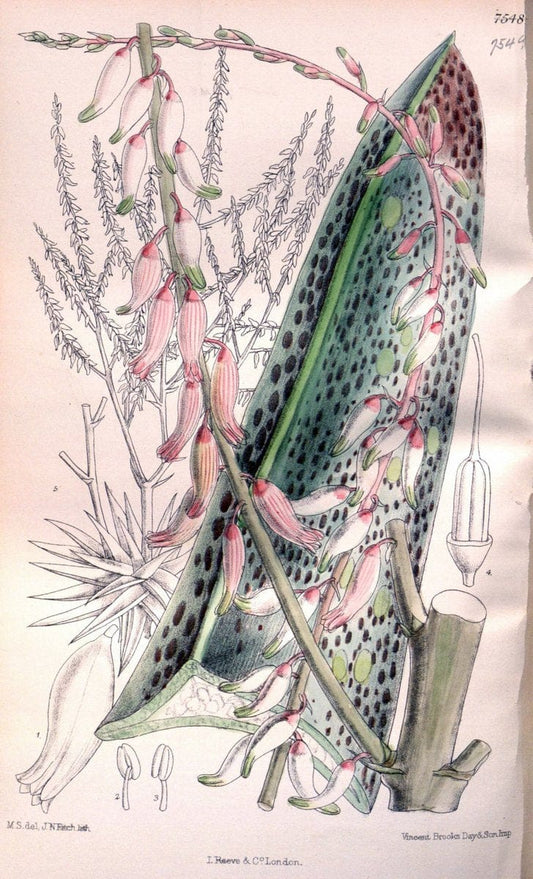 Curtis's botanical magazine. London ; New York [etc.] :Academic Press [etc.]. | "Botanical illustration" Botany Periodicals "Pictorial works" "Plants, Ornamental"  | Vintage Print Reproduction 454751