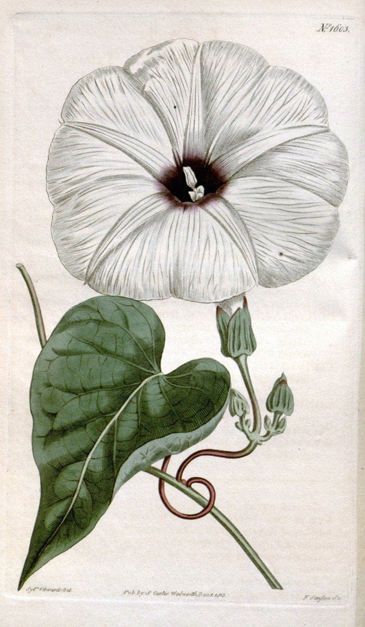 Curtis's botanical magazine. London ; New York [etc.] :Academic Press [etc.]. | "Botanical illustration" Botany Periodicals "Pictorial works" "Plants, Ornamental"  | Vintage Print Reproduction 454752
