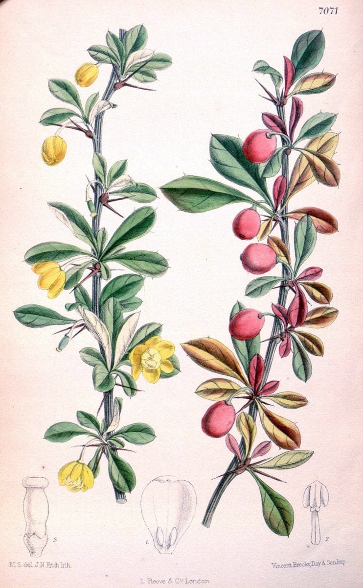 Curtis's botanical magazine. London ; New York [etc.] :Academic Press [etc.]. | "Botanical illustration" Botany Periodicals "Pictorial works" "Plants, Ornamental"  | Vintage Print Reproduction 454754