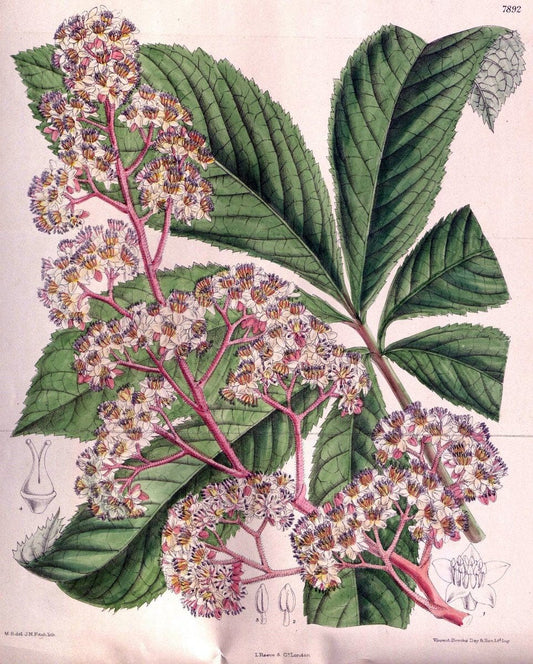 Curtis's botanical magazine. London ; New York [etc.] :Academic Press [etc.]. | "Botanical illustration" Botany Periodicals "Pictorial works" "Plants, Ornamental"  | Vintage Print Reproduction 454755