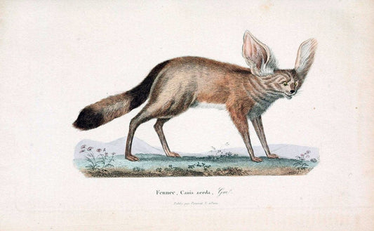 ComplÃ©ments de Buffon. t.1.Paris :P. Pourrat FrÃ¨res,1838. | Anthropology Birds Mammals SIL | Vintage Print Reproduction 454756