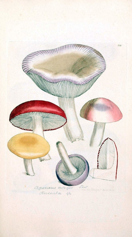 Coloured figures of English fungi or mushrooms. London,Printed by J. Davis,1797-[1809]. | England Mushrooms  | Vintage Print Reproduction 454757