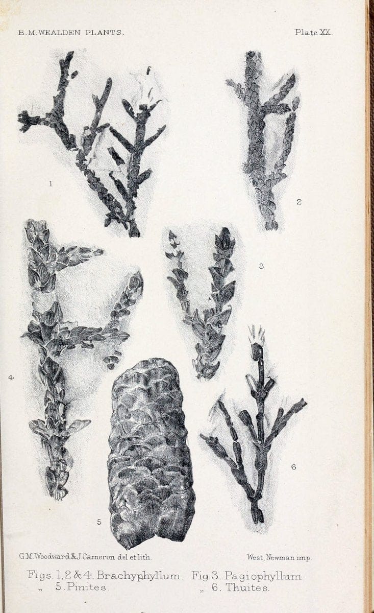 Catalogue of the Mesozoic plants in the Department of Geology, British Museum (Natural History).London,Trustees of the B.M.,1894-1915.  | Vintage Print Reproduction 454758