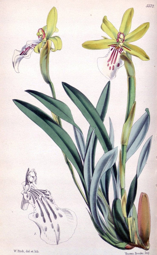 Curtis's botanical magazine. London ; New York [etc.] :Academic Press [etc.]. | "Botanical illustration" Botany Periodicals "Pictorial works" "Plants, Ornamental"  | Vintage Print Reproduction 454759