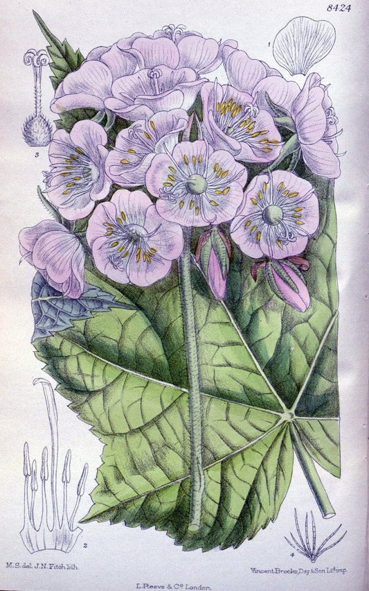 Curtis's botanical magazine. London ; New York [etc.] :Academic Press [etc.]. | "Botanical illustration" Botany Periodicals "Pictorial works" "Plants, Ornamental"  | Vintage Print Reproduction 454760