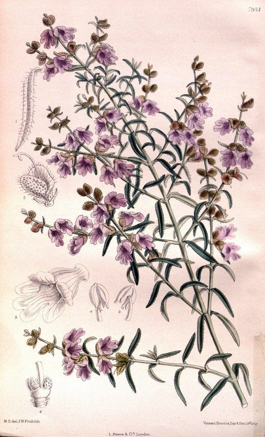 Curtis's botanical magazine. London ; New York [etc.] :Academic Press [etc.]. | "Botanical illustration" Botany Periodicals "Pictorial works" "Plants, Ornamental"  | Vintage Print Reproduction 454761