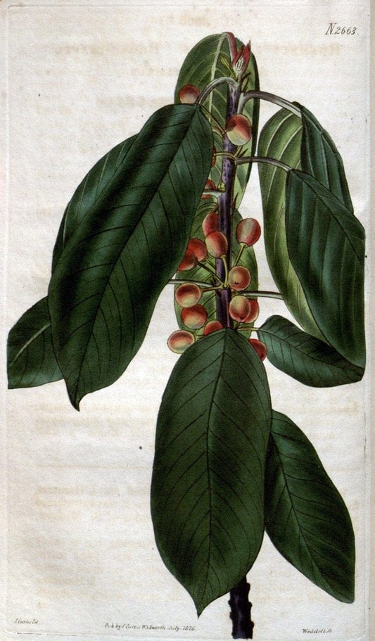 Curtis's botanical magazine. London ; New York [etc.] :Academic Press [etc.]. | "Botanical illustration" Botany Periodicals "Pictorial works" "Plants, Ornamental"  | Vintage Print Reproduction 454762