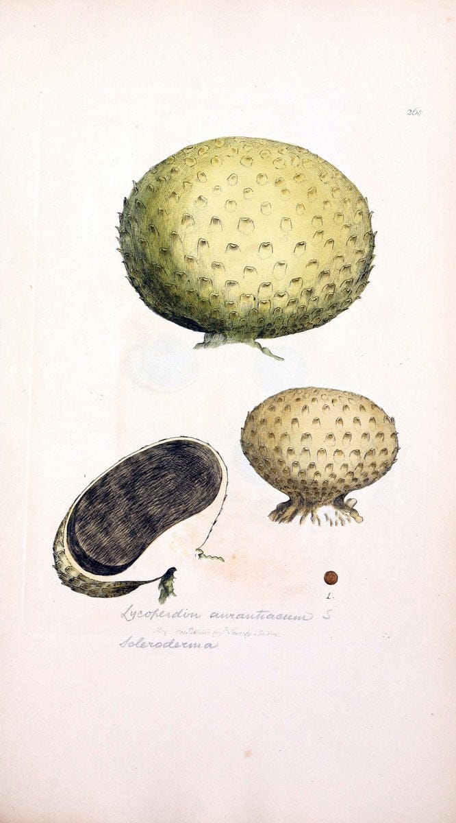 Coloured figures of English fungi or mushrooms. London,Printed by J. Davis,1797-[1809]. | England Mushrooms  | Vintage Print Reproduction 454766