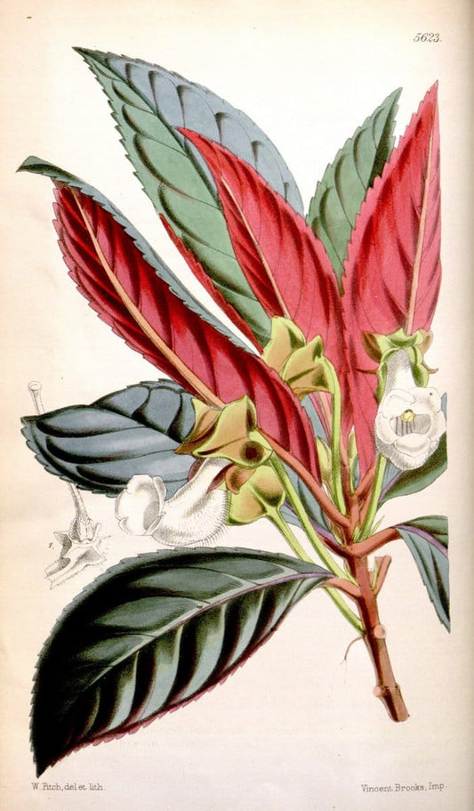 Curtis's botanical magazine. London ; New York [etc.] :Academic Press [etc.]. | "Botanical illustration" Botany Periodicals "Pictorial works" "Plants, Ornamental"  | Vintage Print Reproduction 454768