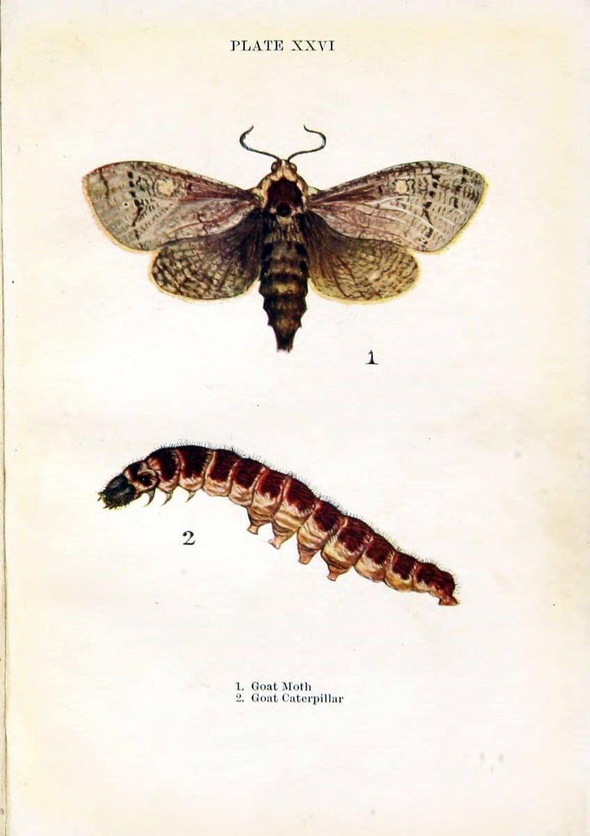 Butterflies and moths,.London & Edinburgh,T.C. & E.C. Jack[1910]. | Butterflies Moths "Cornell University Library" | Vintage Print Reproduction 454769