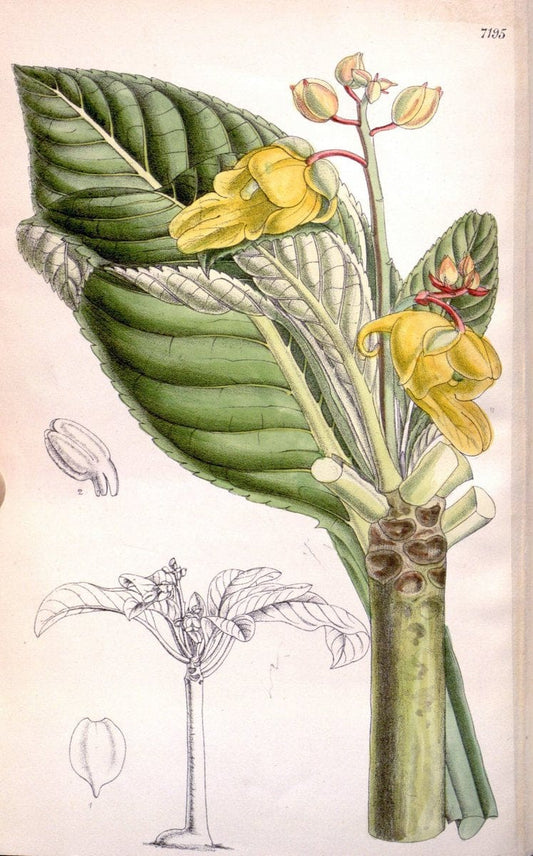 Curtis's botanical magazine. London ; New York [etc.] :Academic Press [etc.]. | "Botanical illustration" Botany Periodicals "Pictorial works" "Plants, Ornamental"  | Vintage Print Reproduction 454770