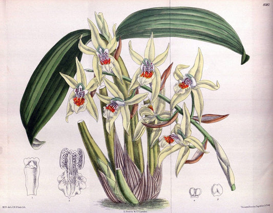 Curtis's botanical magazine. London ; New York [etc.] :Academic Press [etc.]. | "Botanical illustration" Botany Periodicals "Pictorial works" "Plants, Ornamental"  | Vintage Print Reproduction 454771