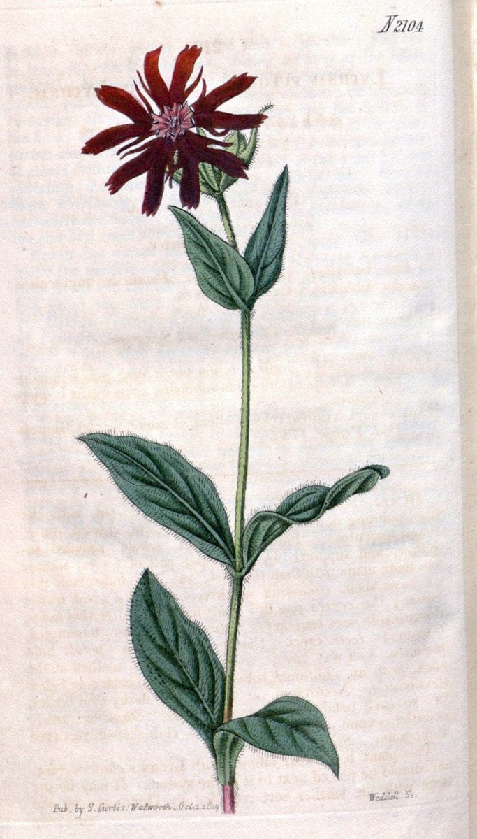 Curtis's botanical magazine. London ; New York [etc.] :Academic Press [etc.]. | "Botanical illustration" Botany Periodicals "Pictorial works" "Plants, Ornamental"  | Vintage Print Reproduction 454772