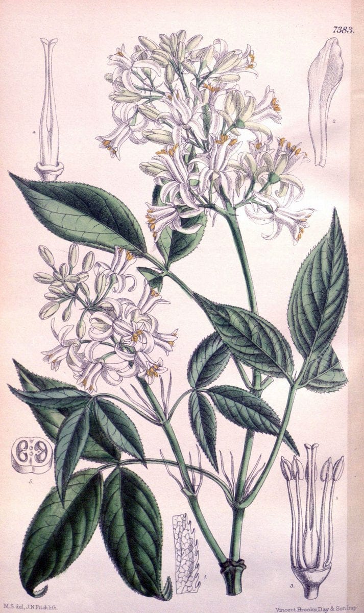 Curtis's botanical magazine. London ; New York [etc.] :Academic Press [etc.]. | "Botanical illustration" Botany Periodicals "Pictorial works" "Plants, Ornamental"  | Vintage Print Reproduction 454773