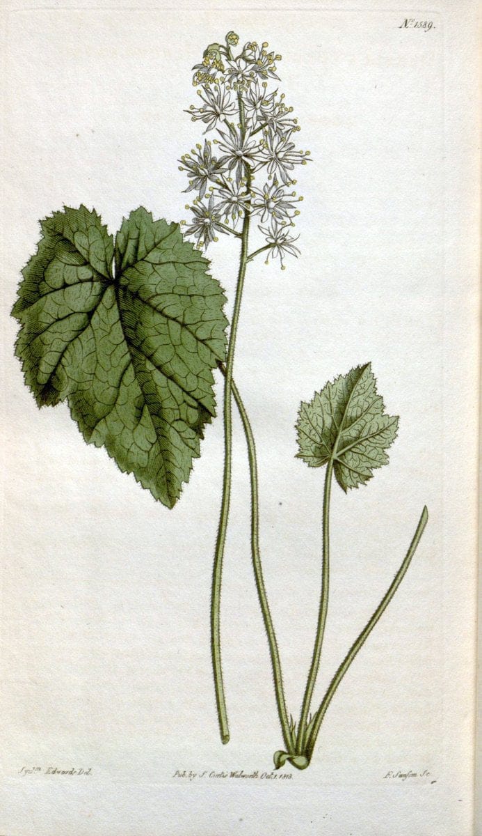 Curtis's botanical magazine. London ; New York [etc.] :Academic Press [etc.]. | "Botanical illustration" Botany Periodicals "Pictorial works" "Plants, Ornamental"  | Vintage Print Reproduction 454774