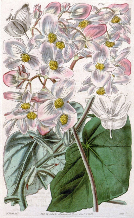 Curtis's botanical magazine. London ; New York [etc.] :Academic Press [etc.]. | "Botanical illustration" Botany Periodicals "Pictorial works" "Plants, Ornamental"  | Vintage Print Reproduction 454775