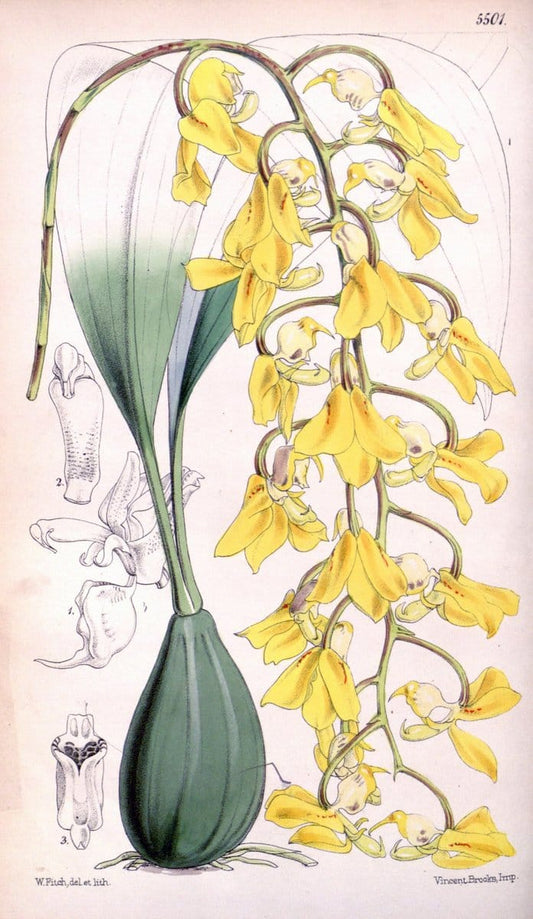 Curtis's botanical magazine..London ;New York [etc.] :Academic Press [etc.]. |  | Vintage Print Reproduction 454776