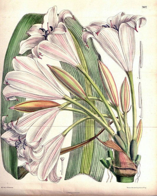 Curtis's botanical magazine. London ;New York [etc.] :Academic Press [etc.]. | Botany Periodicals "Pictorial works"  | Vintage Print Reproduction 454777