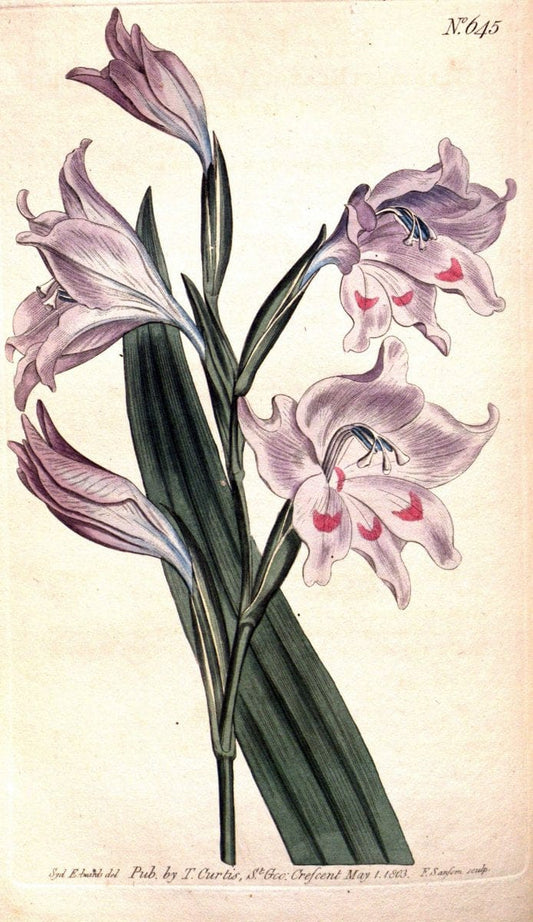 Curtis's botanical magazine. London ;New York [etc.] :Academic Press [etc.]. | Botany Periodicals "Pictorial works"  | Vintage Print Reproduction 454779