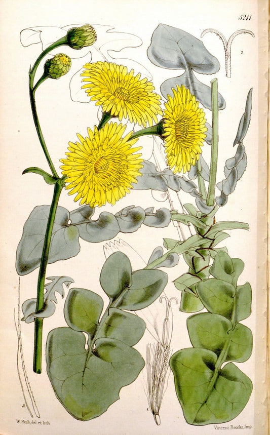 Curtis's botanical magazine. London ;New York [etc.] :Academic Press [etc.]. | Botany Periodicals "Pictorial works"  | Vintage Print Reproduction 454780