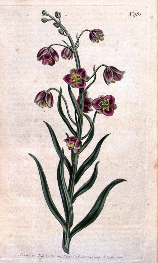 Curtis's botanical magazine. London ;New York [etc.] :Academic Press [etc.]. | Botany Periodicals "Pictorial works"  | Vintage Print Reproduction 454781