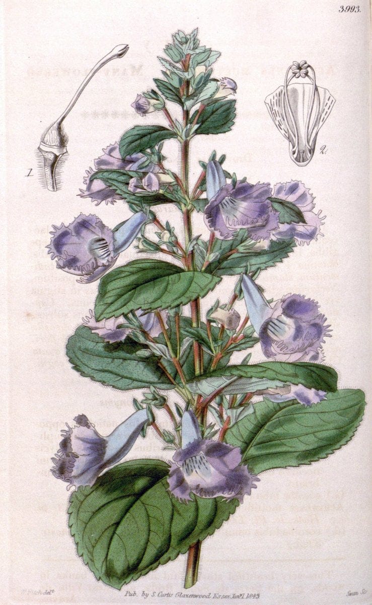 Curtis's botanical magazine. London ; New York [etc.] :Academic Press [etc.]. | "Botanical illustration" Botany Periodicals "Pictorial works" "Plants, Ornamental"  | Vintage Print Reproduction 454782